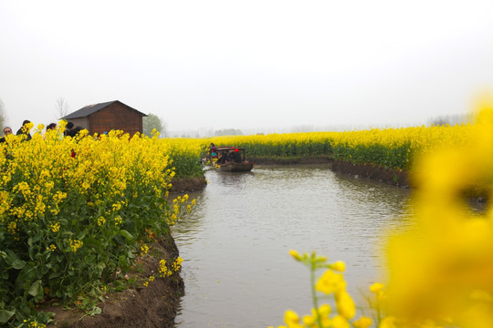 油菜花