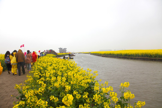 油菜花