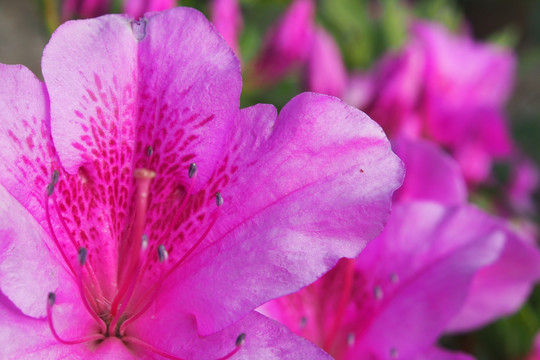 杜鹃花