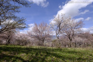 野杏树林