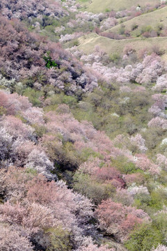 杏花沟