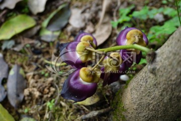 紫色精灵禾鹊花