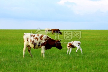 夏季草原牧场亲子牛