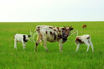 夏季草原奶牛和小牛