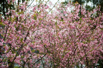 梅花