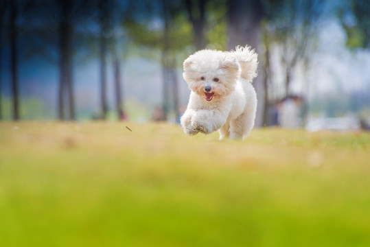 宠物犬 比熊 高清晰摄影