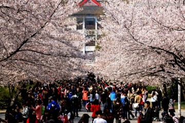 南京林业大学风光