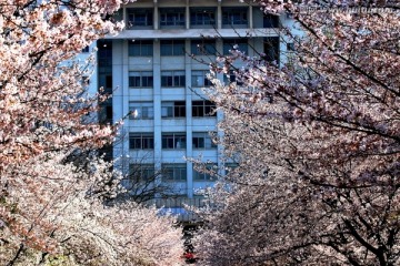 南京林业大学风光