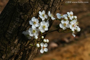 梨花