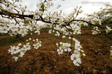 梨花