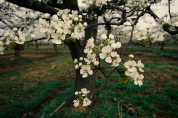 梨花树