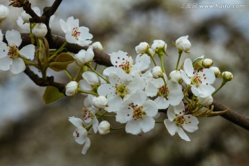 梨花