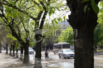 春回大地 道路边嫩绿的黄角树