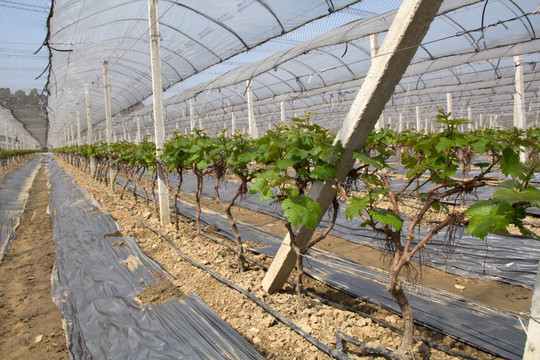 现代农业葡萄大棚种植