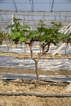 现代农业种植 葡萄嫩枝叶