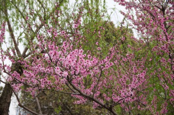 春天的花