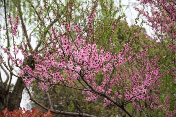 春天的花