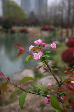 春天 海棠花