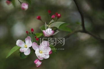 西府海棠 海棠花开