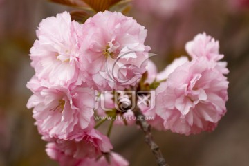 樱花 红叶樱花