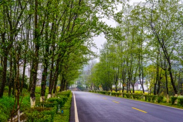春天绿树公路