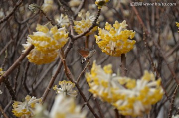 蝶恋花