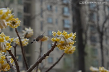 蝶恋花