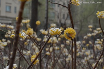 蝶恋花