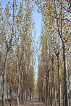 春天的杨树林