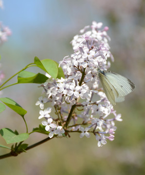 丁香花