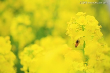 蜜蜂特写