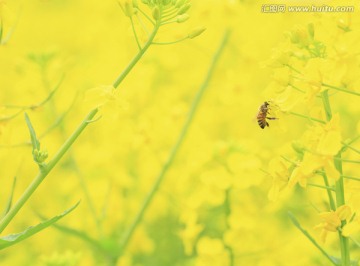 油菜花