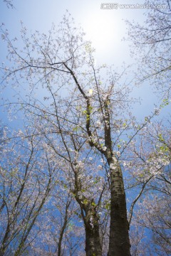 樱花树