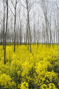 油菜花森林