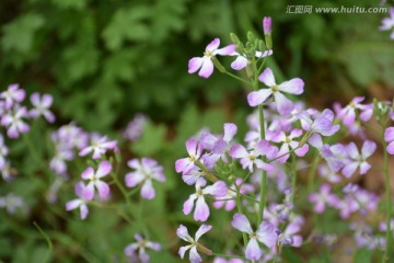 萝卜花