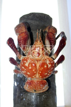 螃蟹标本