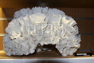 莴苣梳状珊瑚