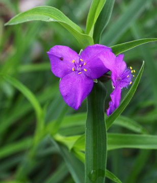 紫露草花