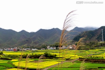 安徽歙县油菜花田麦芒