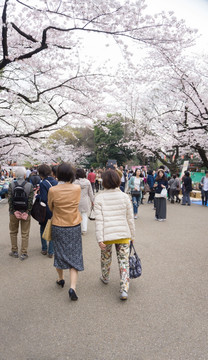 上野公园 樱花