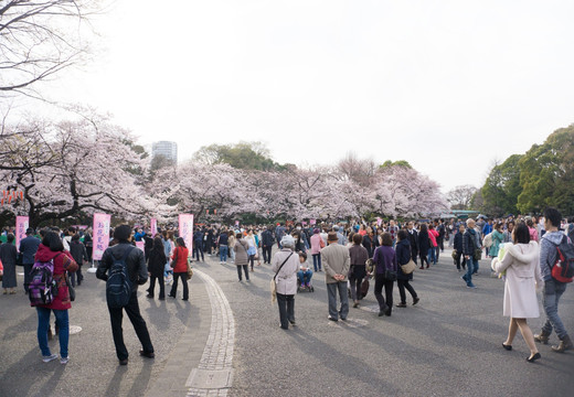 上野公园 樱花