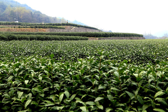 茶园 茶山 茶叶种植基地