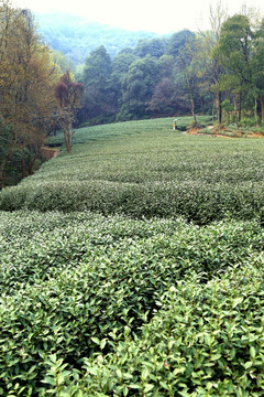 茶山 山间茶园 茶叶种植