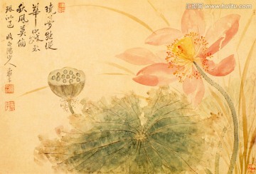花卉國畫 國畫荷花