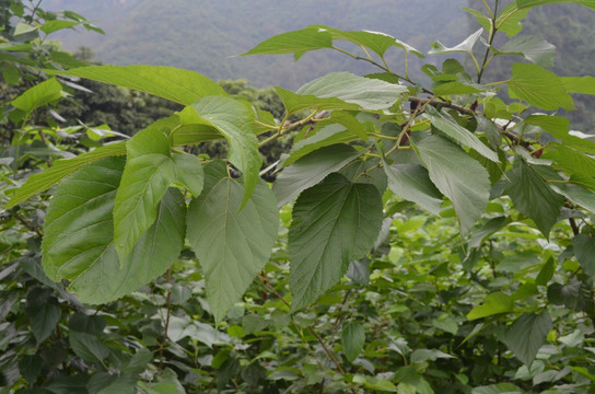 桑树