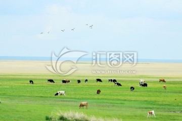 春季草原牧场牛群