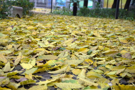 满地金黄落叶 黄角树树叶