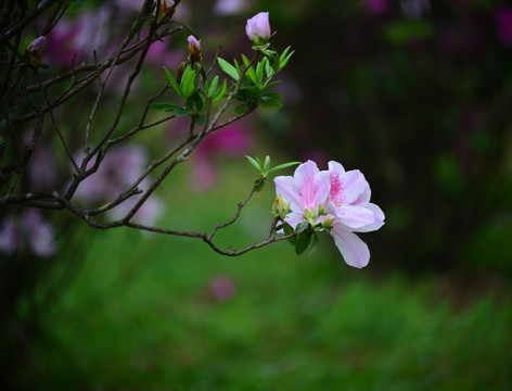 白色杜鹃花