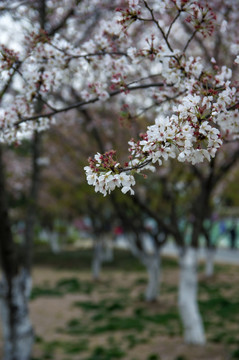 樱花