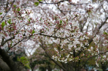 樱花